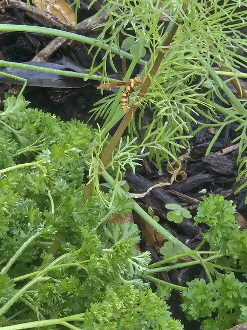 A yellow and black wasp is perched on a green plant stem amidst lush parsley and other foliage. The image has text overlaid…