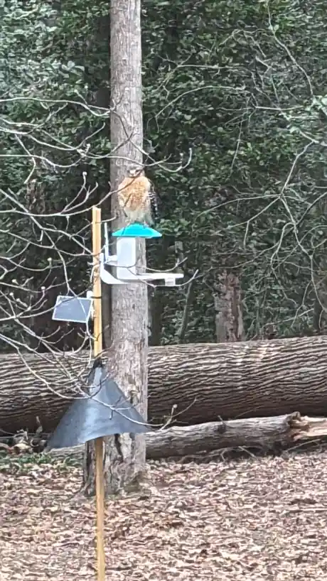 A hawk perched atop a blue-topped bird feeder mounted on a wooden pole in a wooded area, with the overlaid text reading 'i'm…