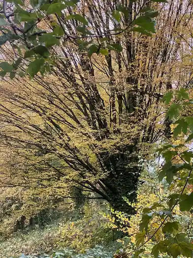 What Kind of Tree Is This? A Portland Mystery