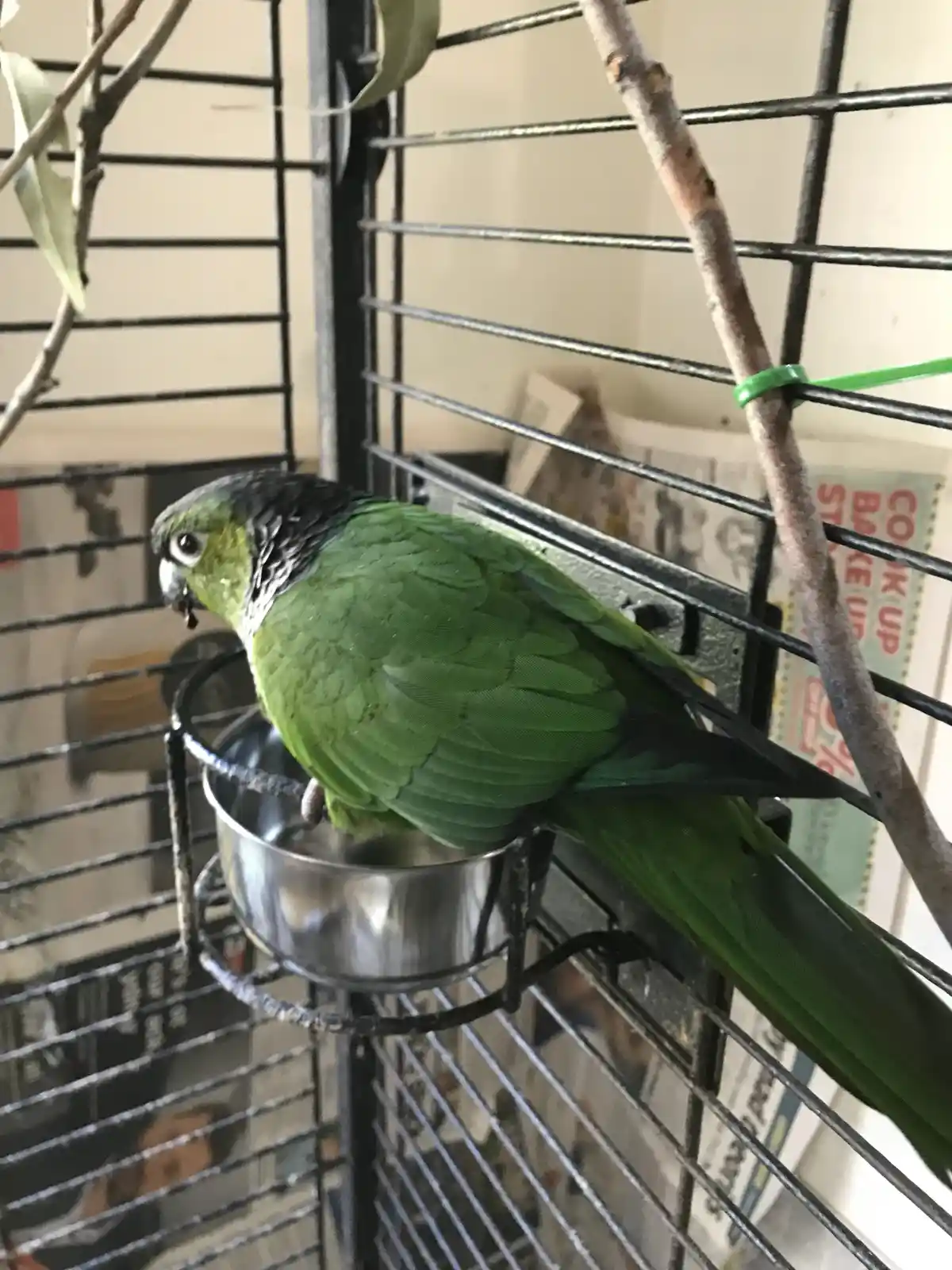 A green parrot with a dark head and white facial markings is perched inside a black wire cage, standing on the rim of a…