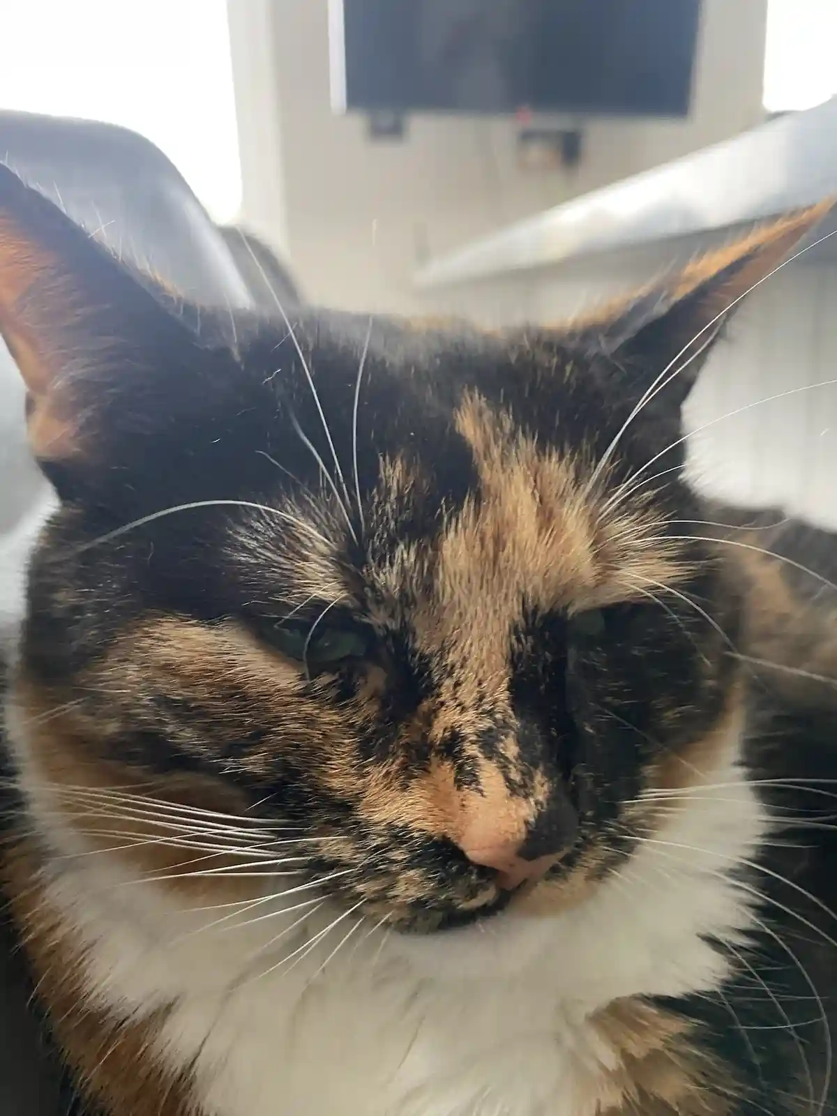 A close-up photo of a calico cat with black, orange, and white fur, looking directly at the camera with half-lidded, sleepy…