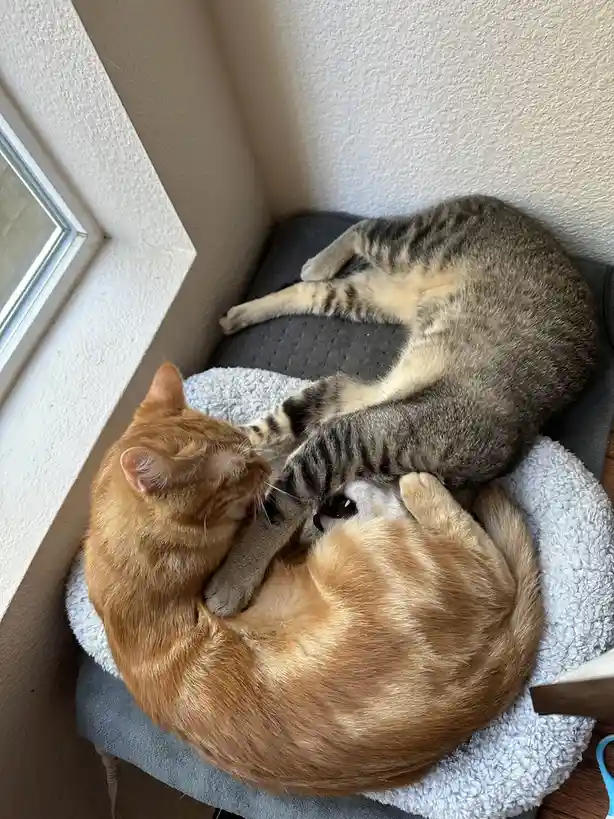 Two cats are curled up together on a cushioned perch near a window. One ginger cat is playfully biting or licking the paw of…