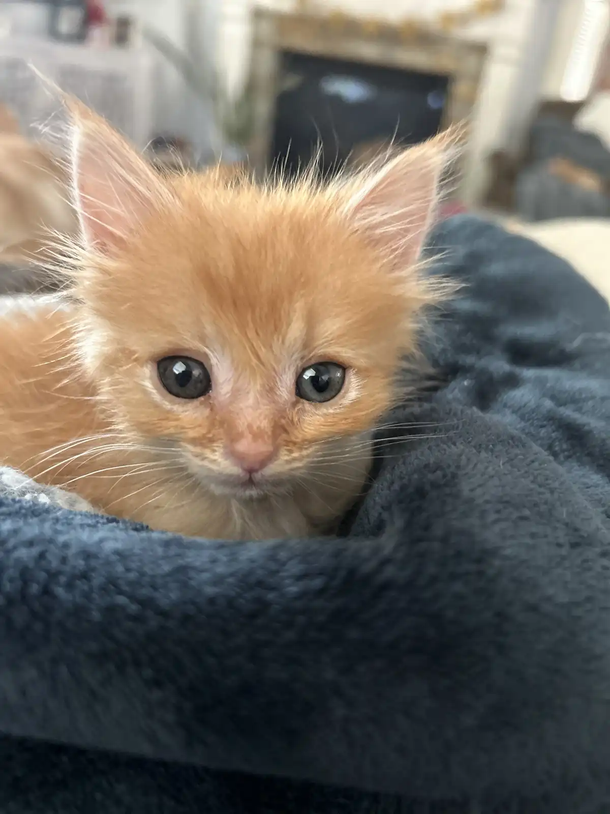 A close-up photo of a small orange tabby kitten with wide, expressive eyes peeking out from under a dark blue blanket. The…