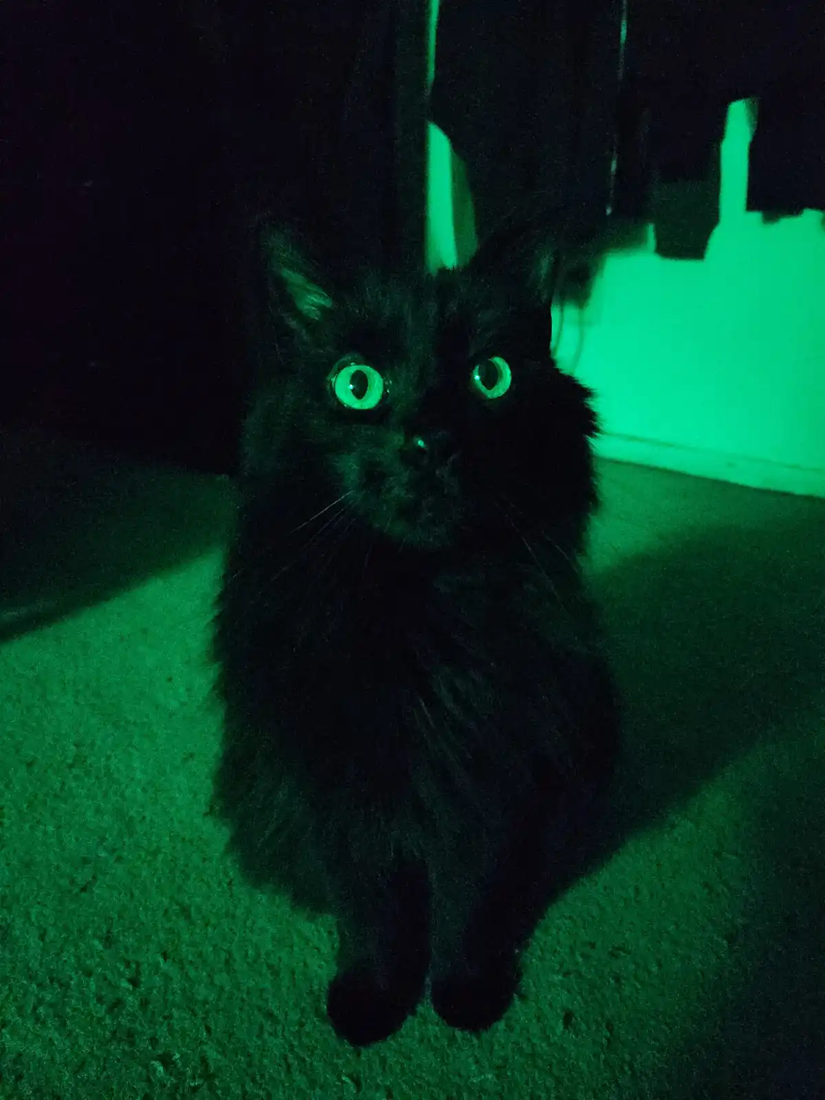 A black cat sits on a carpet in a dark room illuminated by green light, its eyes glowing brightly. The overlaid text reads…