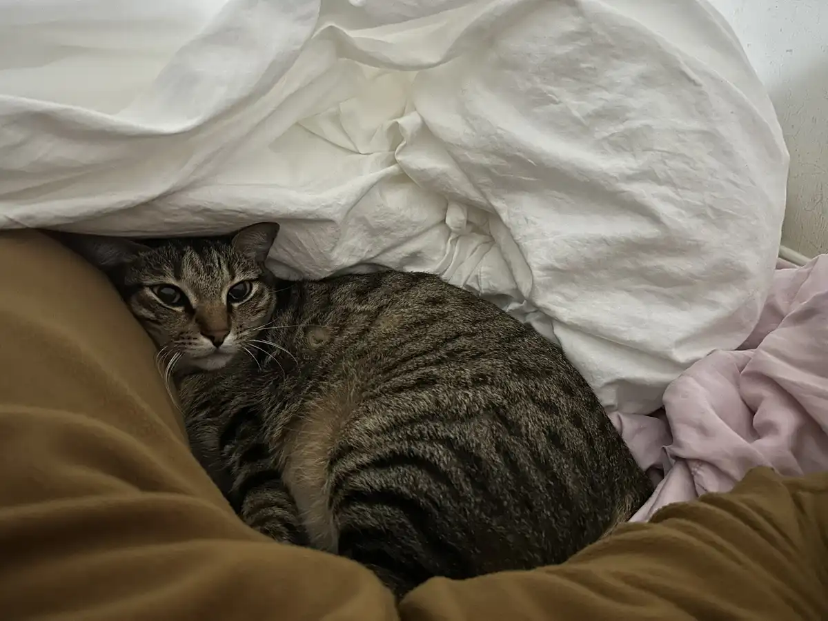 A tabby cat with dark stripes is curled up under a white duvet, peeking out with wide, unblinking eyes. The cat is nestled…