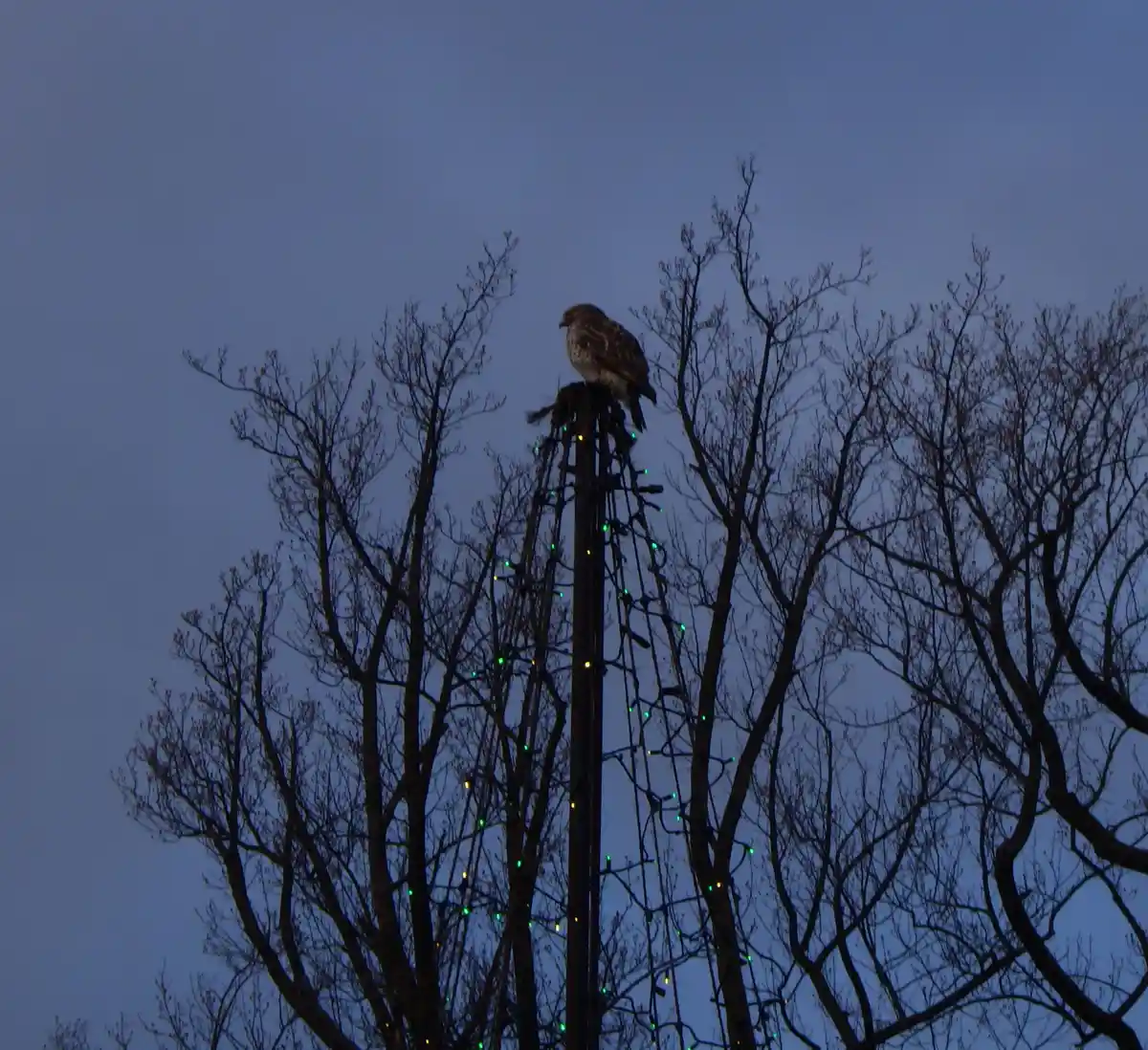 A bird perched atop a tall pole wrapped in green and yellow string lights, set against a twilight sky with bare tree…