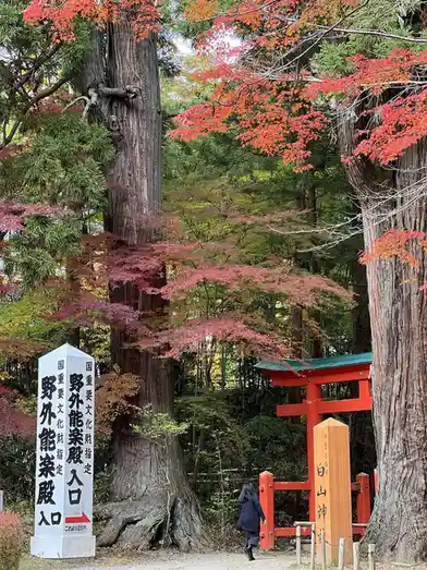 A person walks toward a red Japanese torii gate framed by tall trees with vibrant red and orange autumn leaves. A white…