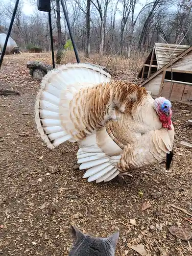 A large turkey with a fanned-out tail and colorful head stands in a yard covered in wood chips, facing a gray cat whose back…