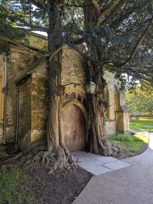 A large, ancient tree with thick, gnarled roots and branches has grown so extensively that its trunk and roots appear to be…
