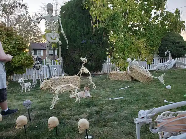 A backyard decorated with numerous Halloween skeleton props including a large human skeleton, unicorn skeletons, a dragon…