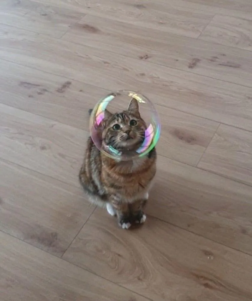 A tabby cat sits on a light wood floor with a large, iridescent soap bubble floating around its head, covering its ears and…