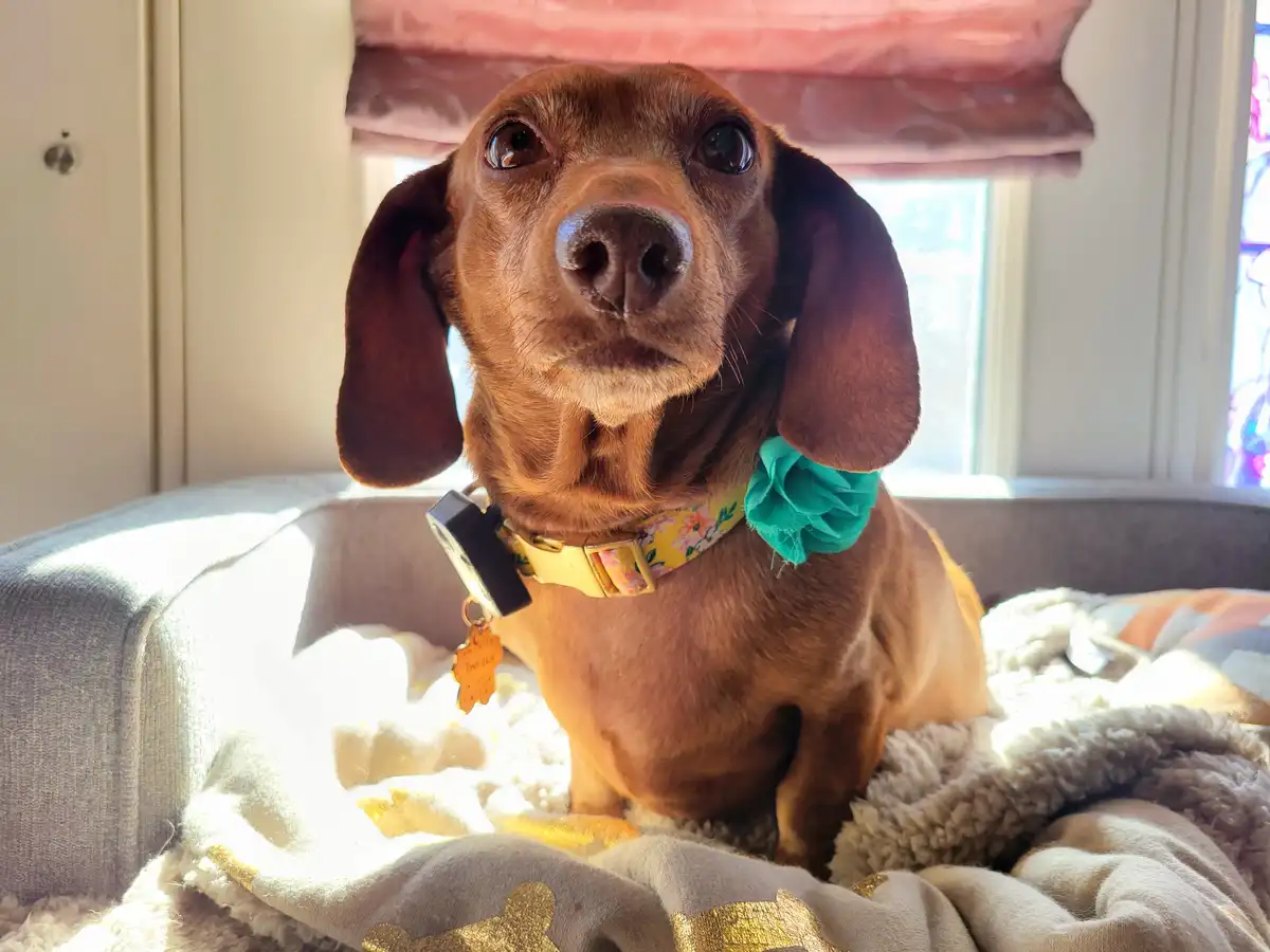A brown dachshund sits in a sunlit dog bed, looking directly at the camera with wide, pleading eyes. It wears a yellow…