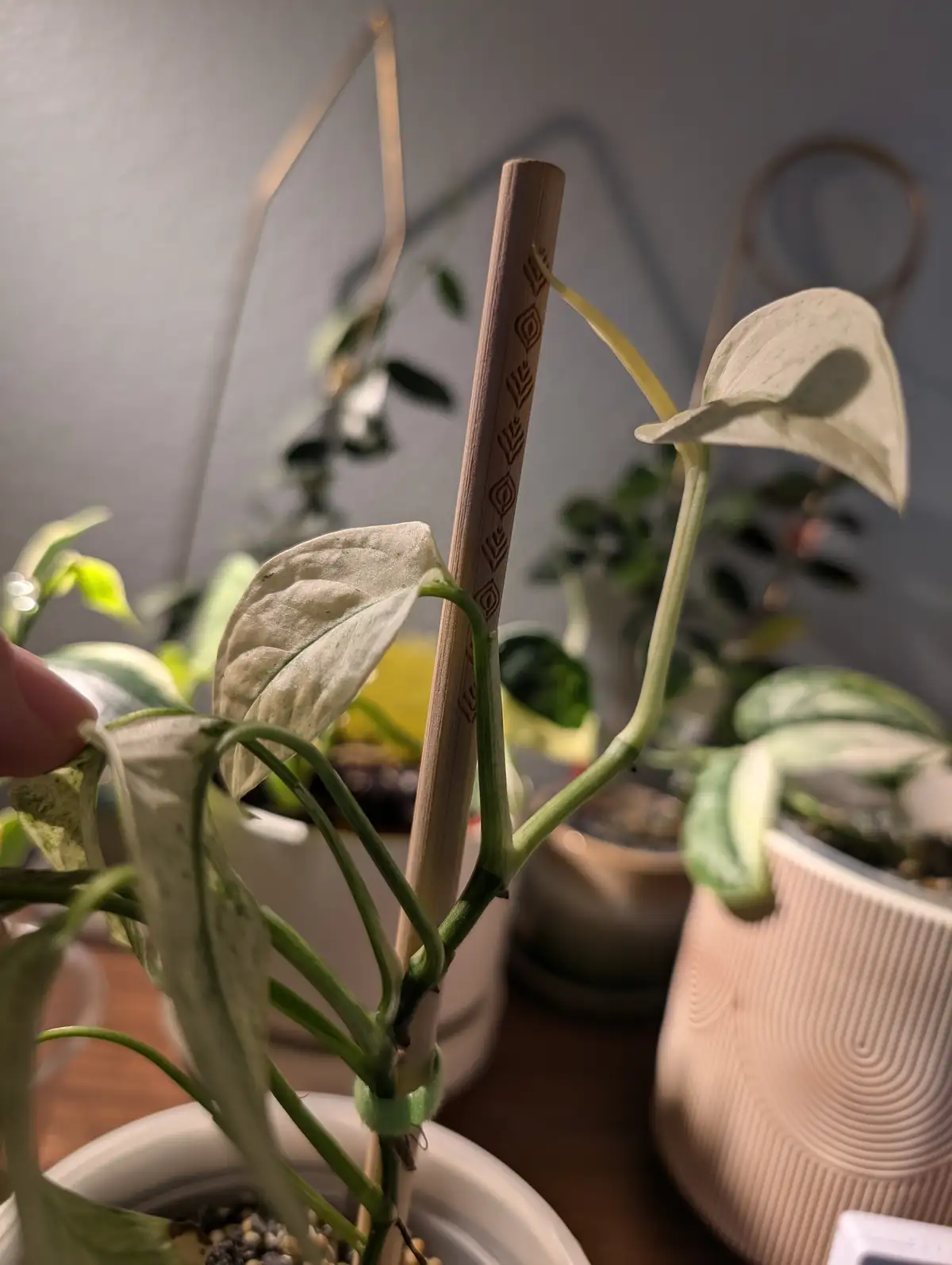Seeking Guidance on Laniata Mint: Help Needed!