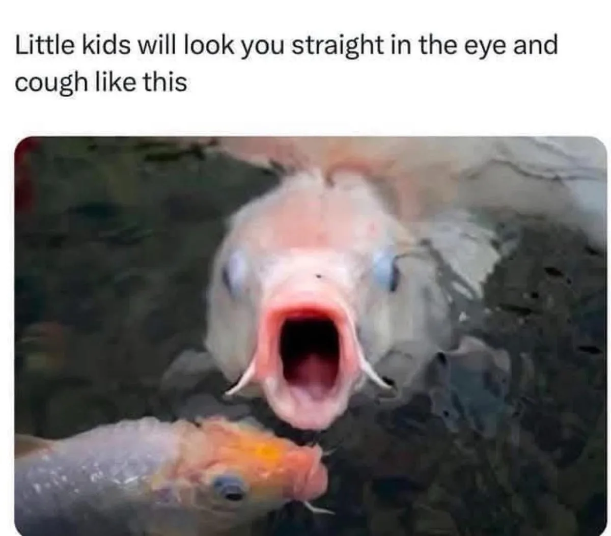A close-up photo shows a large, pale fish with its mouth wide open, appearing to cough or gasp, while a smaller fish swims…
