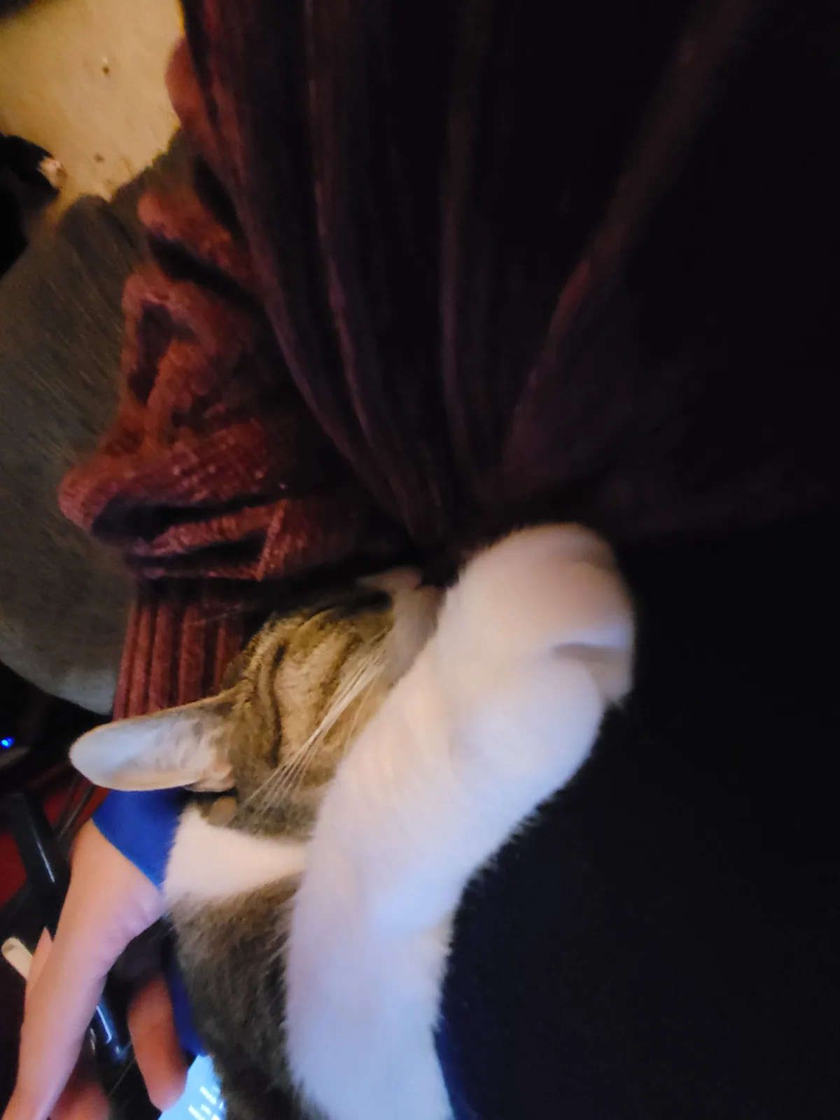 A tabby and white cat is curled up and sleeping on a person's lap, with its front paw raised and resting on the person's…