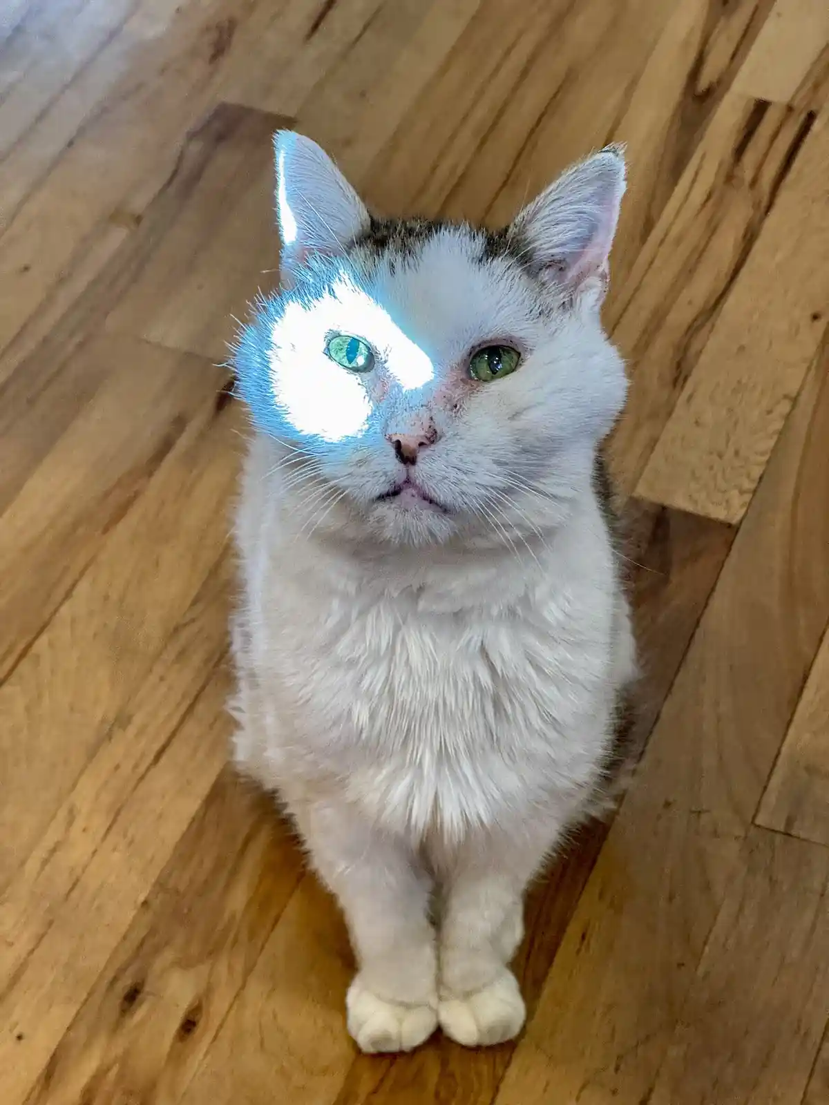 A white cat with green eyes sits on a wooden floor, looking directly at the camera. A bright, glowing light effect is…