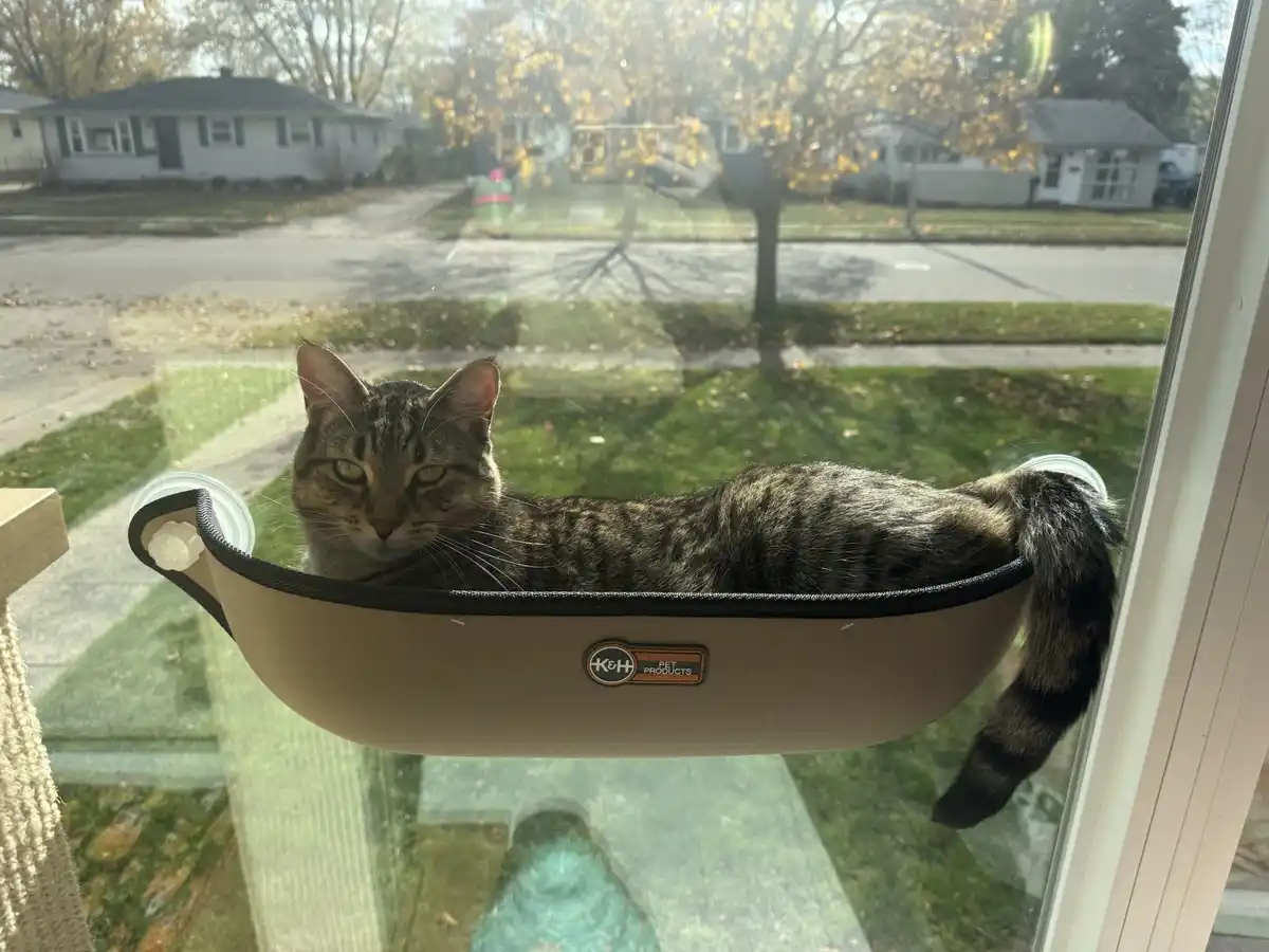 A tabby cat lounges in a beige, curved window-mounted hammock with suction cups, looking directly at the camera with a…