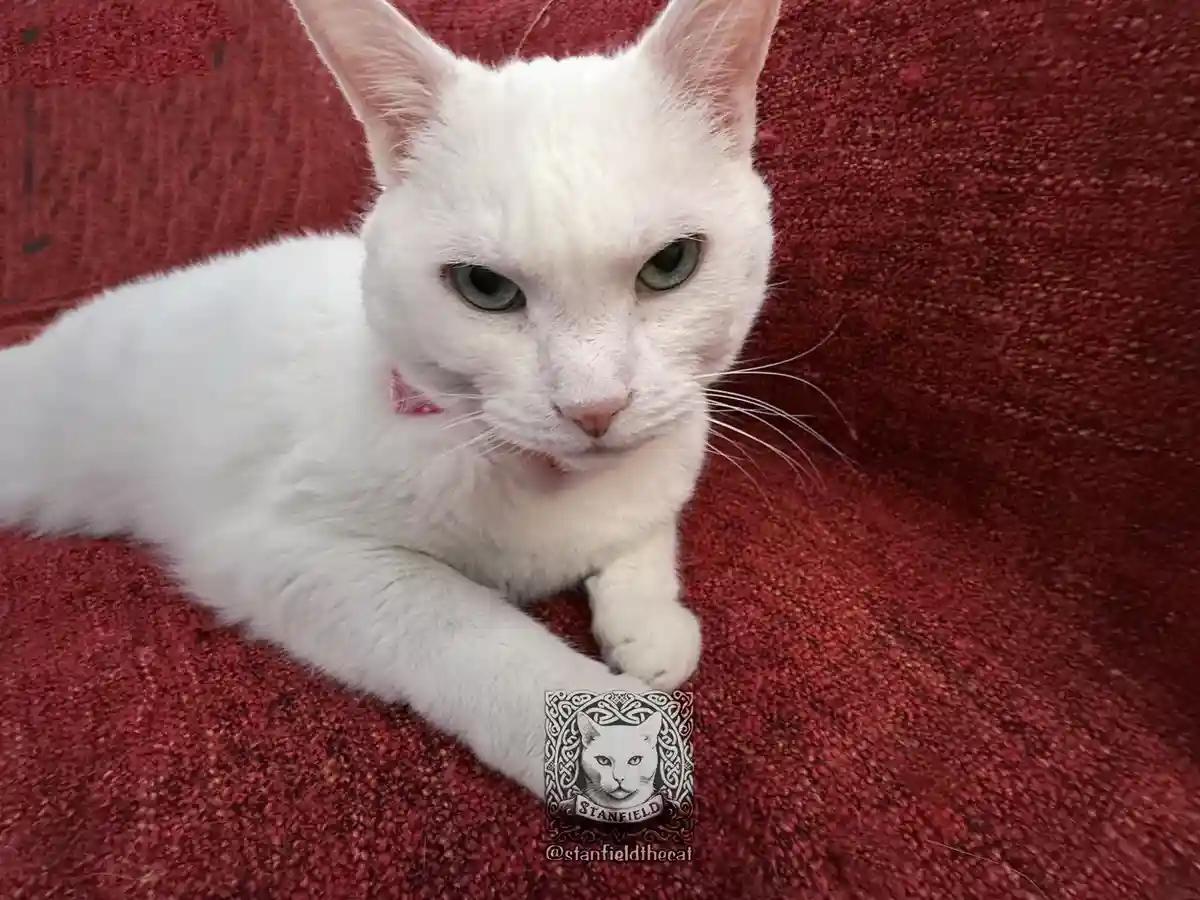 A white cat with green eyes and a pink collar lies on a red textured surface, looking directly at the camera with a serious…