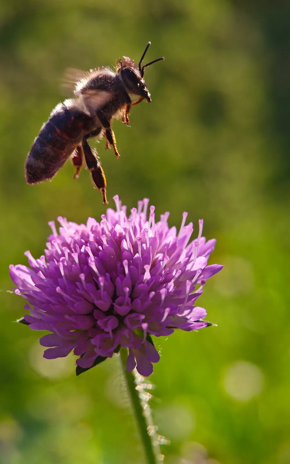 A close-up photograph shows a fuzzy bee hovering mid-air just above a vibrant purple flower with many tiny petals, set…