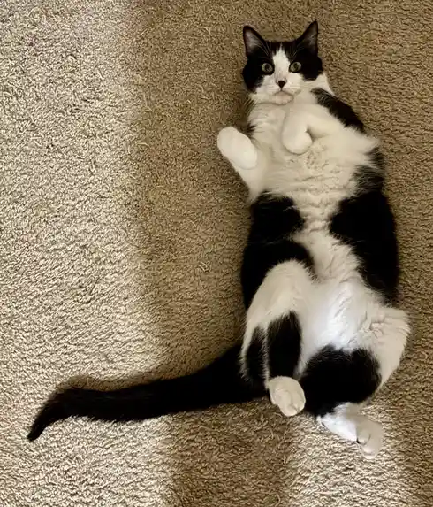 A black and white cat lies on its back on a beige carpet, paws up, looking directly at the camera with a relaxed expression…