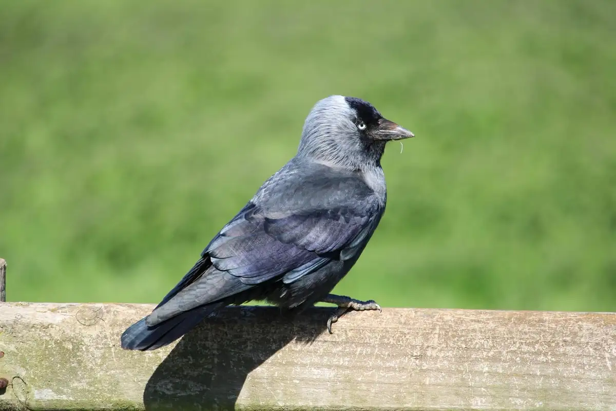 A close-up photo of a jackdaw perched on a weathered wooden fence rail against a blurred green background. The bird has a…