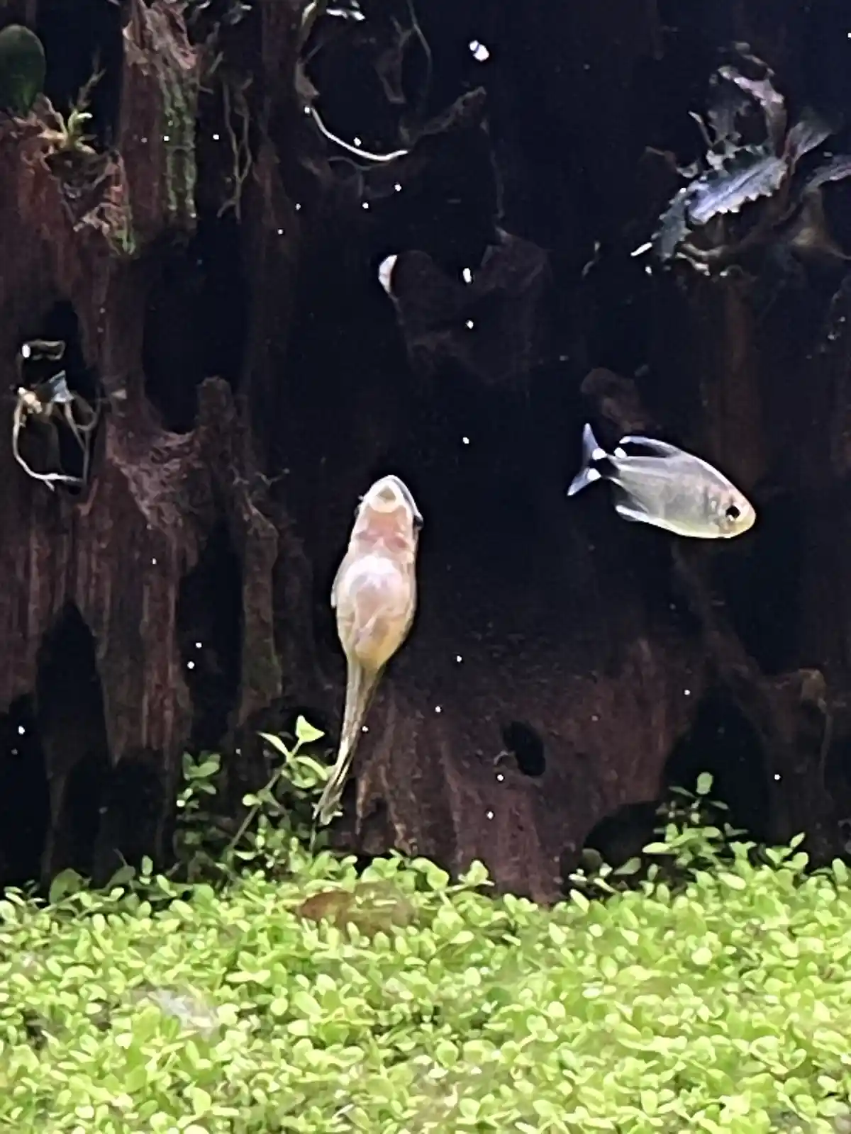 In a dark aquarium with green plants and driftwood, a pale, translucent fish with a long tail is shown upside down, mouth…