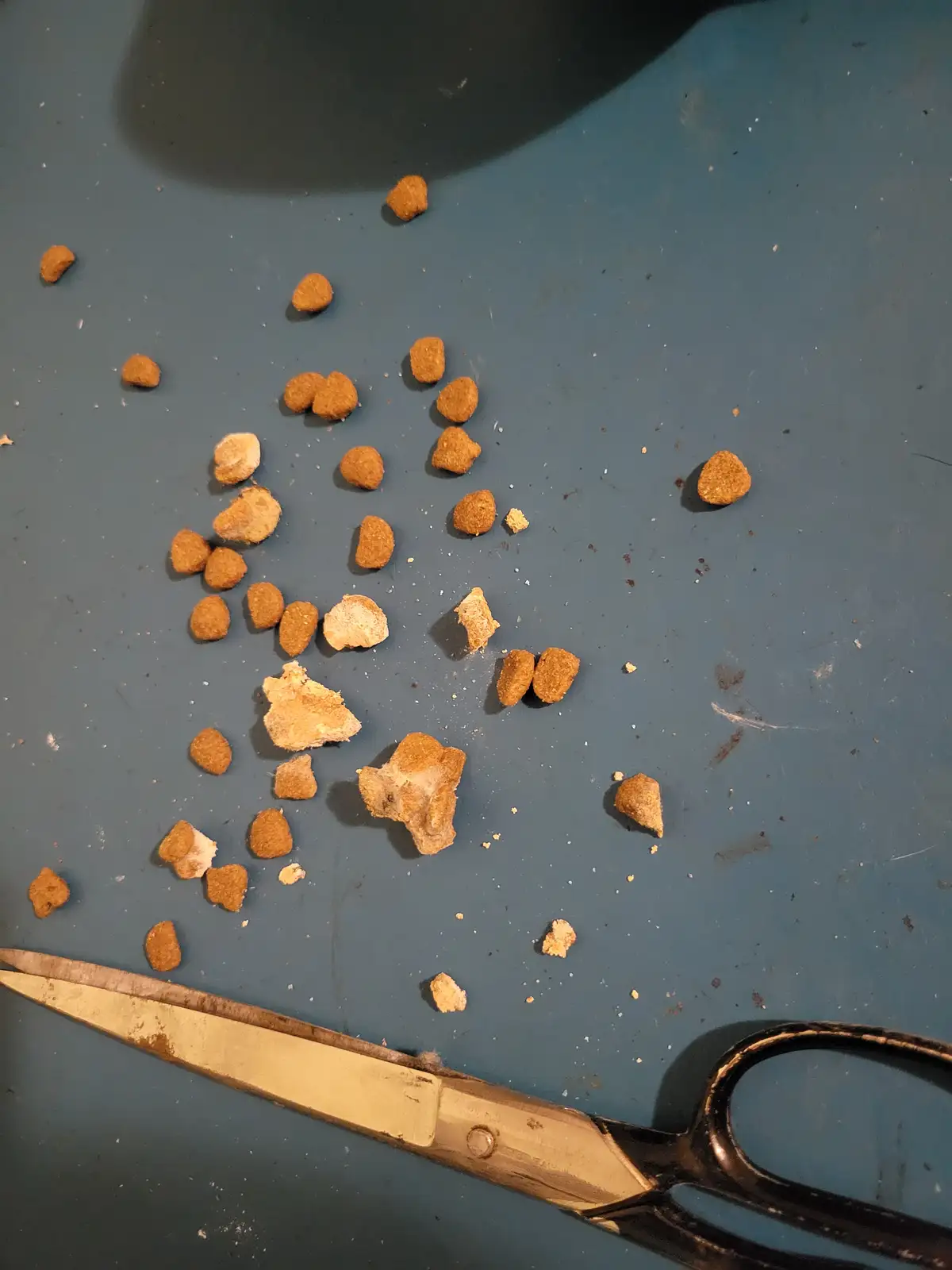 A top-down photo shows scattered brown kibble and some broken, white-frosted pieces on a blue surface, with a pair of…