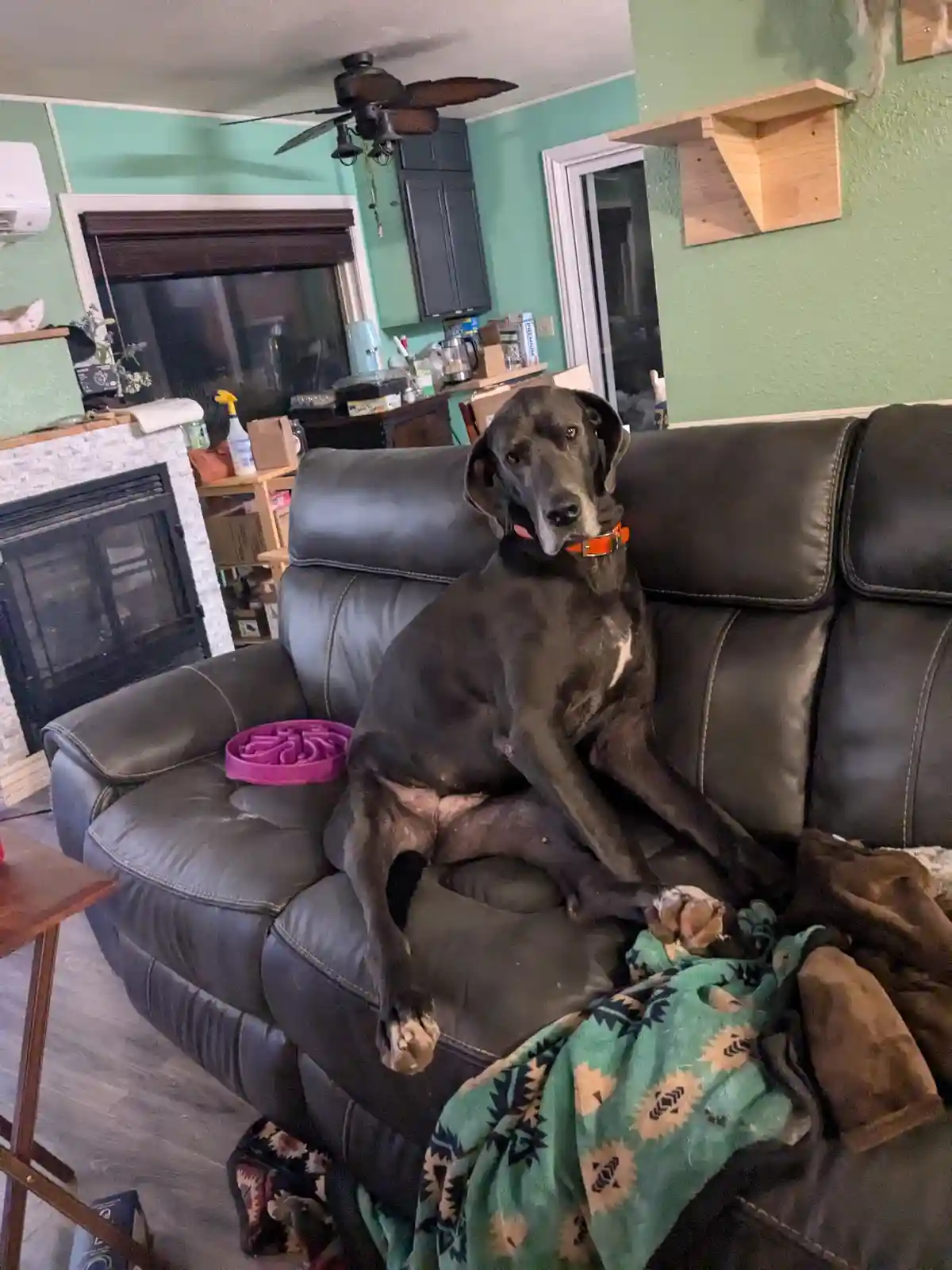 A large, dark grey dog with floppy ears and an orange collar sits regally on a black leather couch in a lived-in living…