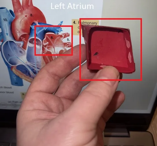 A hand holds a small red plastic model of a heart chamber labeled 'Left Atrium' next to a real anatomical diagram of the…