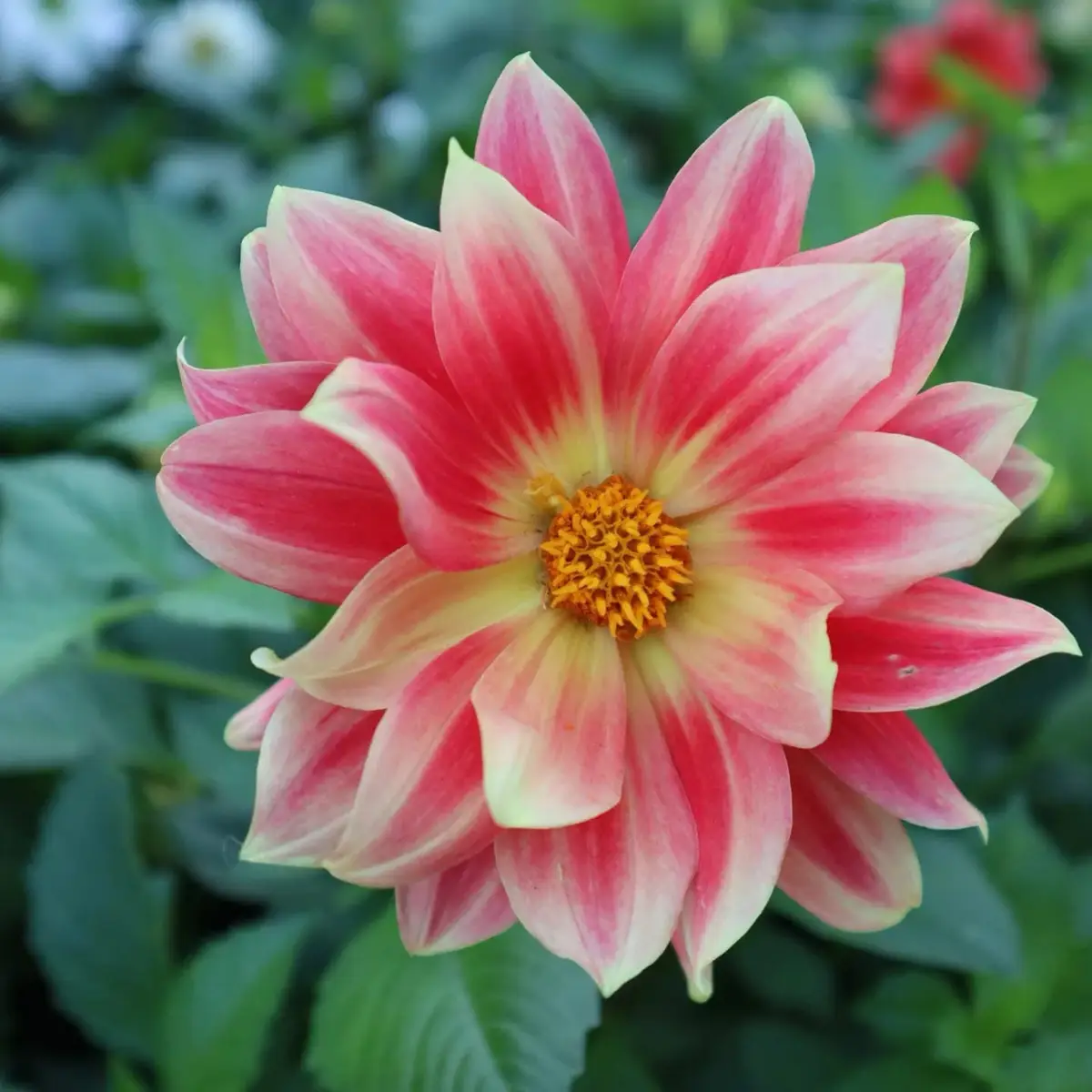 A close-up photograph of a vibrant pink and yellow dahlia flower with a detailed orange center, set against a blurred green…