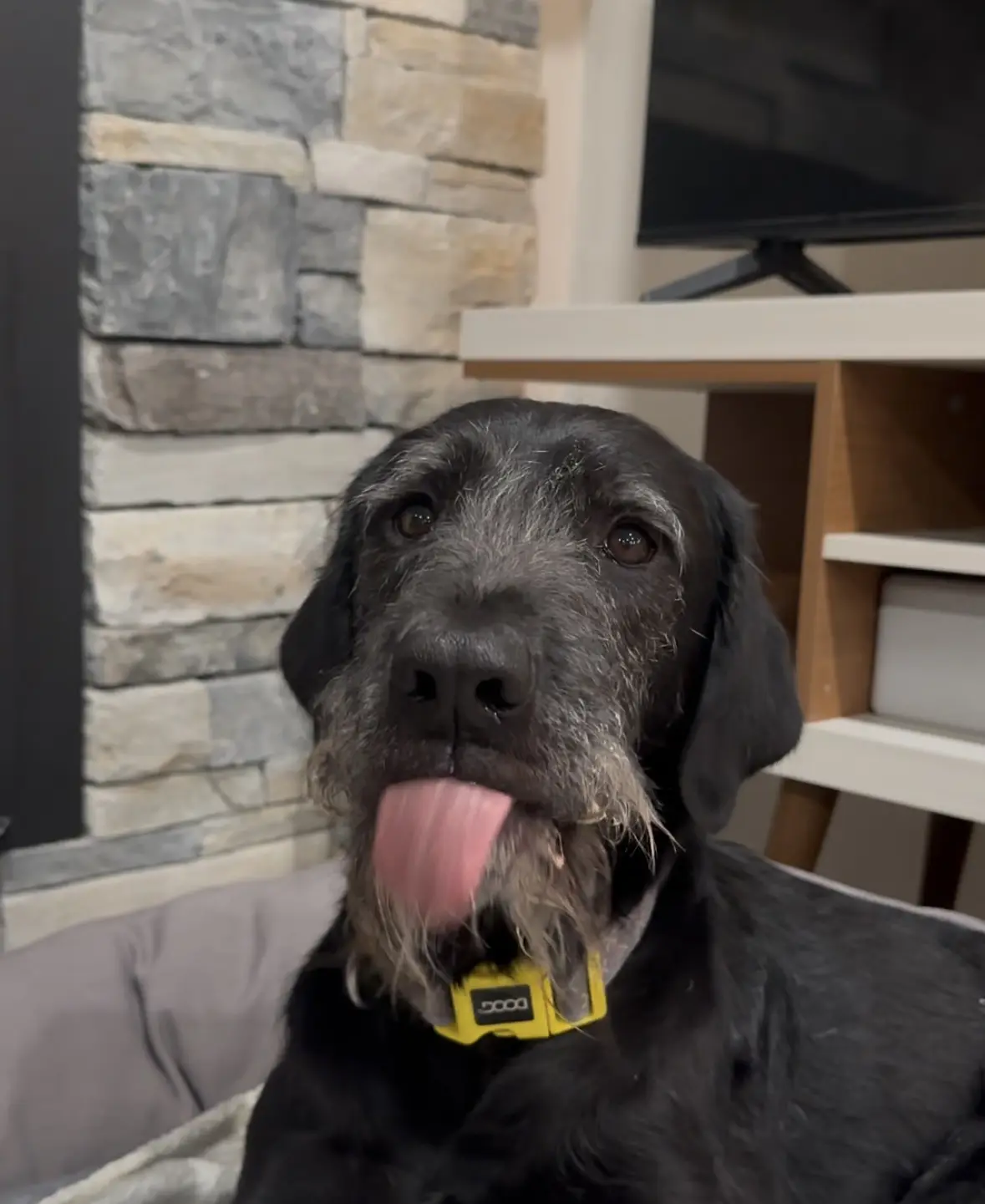 A close-up photo of an older black dog with grey muzzle fur and a pink tongue sticking out, wearing a yellow collar with a…