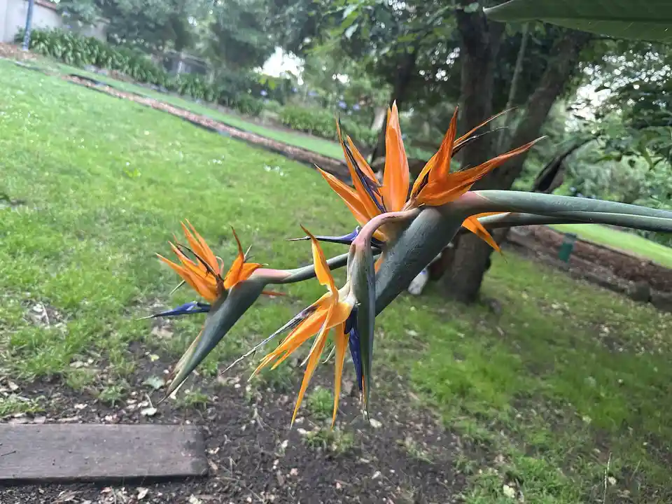 A close-up photo of vibrant orange and blue bird of paradise flowers growing in a green garden, with the overlaid text…