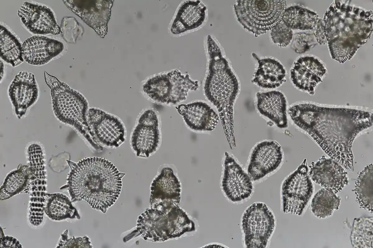 A microscopic image shows numerous small, translucent, geometrically shaped organisms with intricate internal patterns…