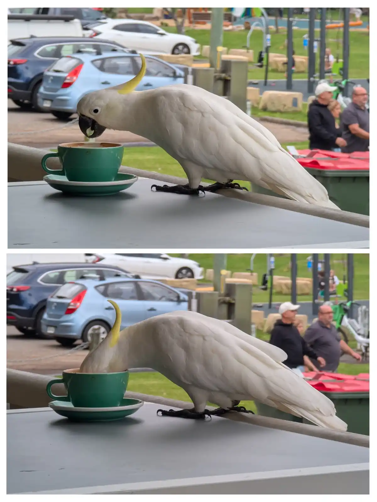 A white cockatoo with a yellow crest is shown in two panels drinking from a green coffee cup on a table. In the top panel…