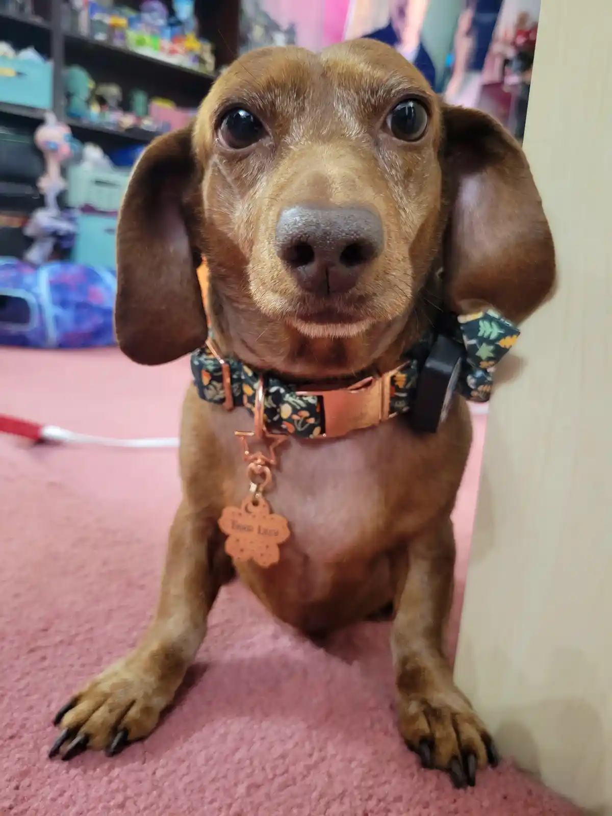 A close-up photo of a brown dachshund sitting on a pink carpet, looking directly at the camera with large, expressive eyes…