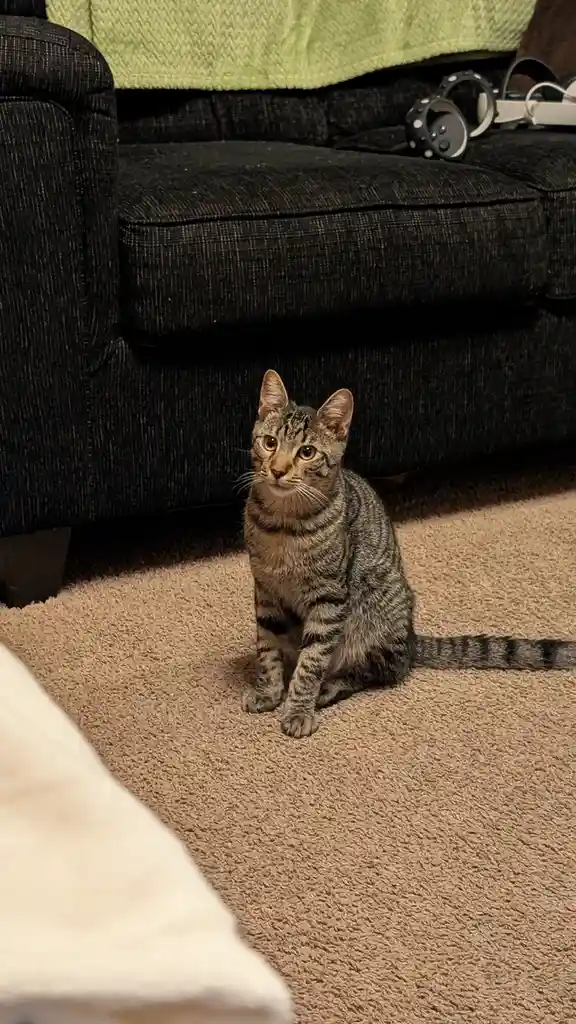 A tabby cat with striped fur sits upright on a beige carpet beneath a dark gray couch, looking directly at the camera with…