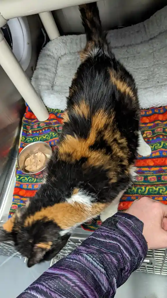 A calico cat lies on its back on a colorful rug, partially under a white chair, next to a metal food bowl with a treat…
