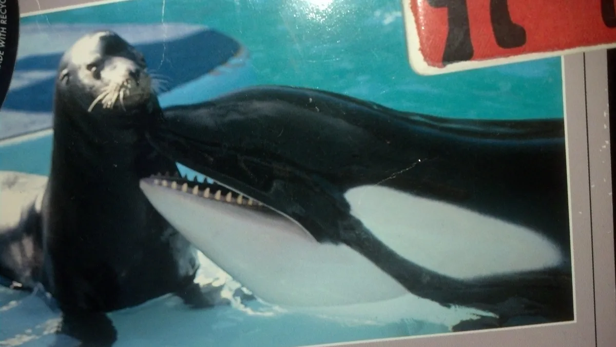 A photograph shows a seal standing upright next to an orca, which has its mouth open and appears to be biting or nuzzling…