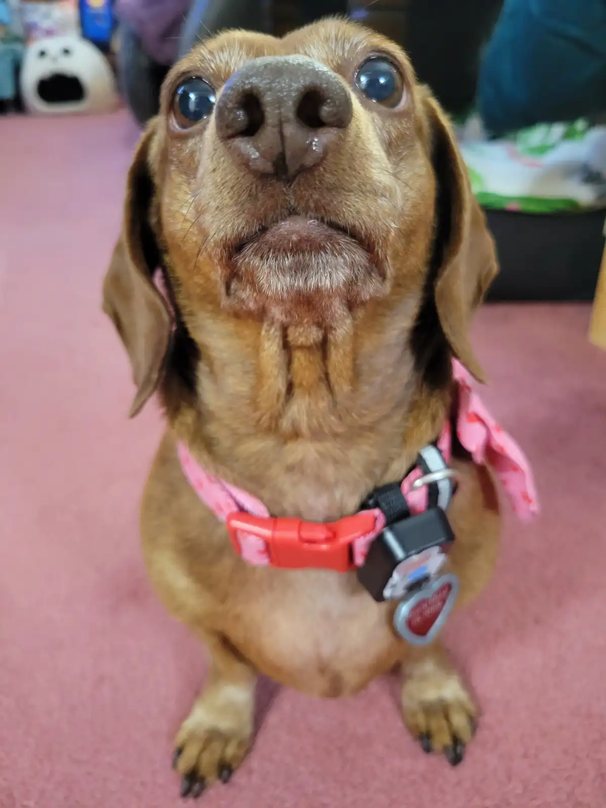 A close-up photo of a brown dachshund looking upward with wide, expressive eyes and a slightly open mouth, wearing a pink…