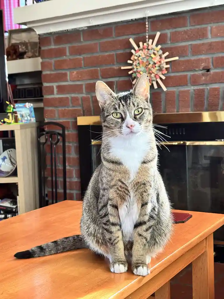 A tabby cat with white markings sits upright on a wooden table, looking directly at the camera with a serious expression…