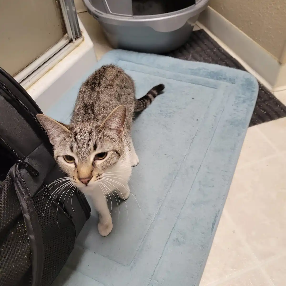 A gray tabby cat with a white chest sits on a light blue bath mat next to a black bag, looking directly at the camera with a…
