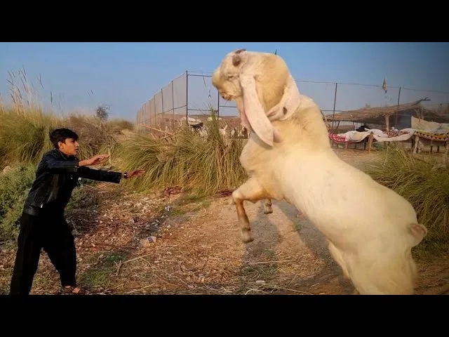 A young man in a black jacket and pants stands outdoors with arms outstretched, facing a large white goat that is rearing up…