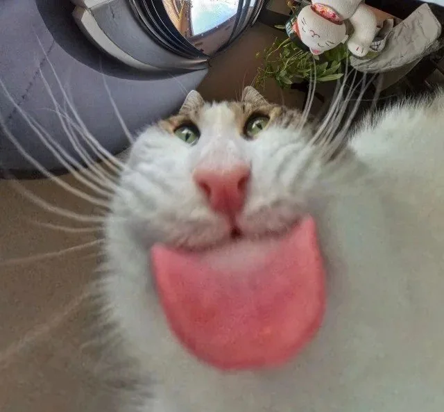 A close-up photo of a white and brown cat with green eyes, its pink tongue sticking out prominently toward the camera. The…