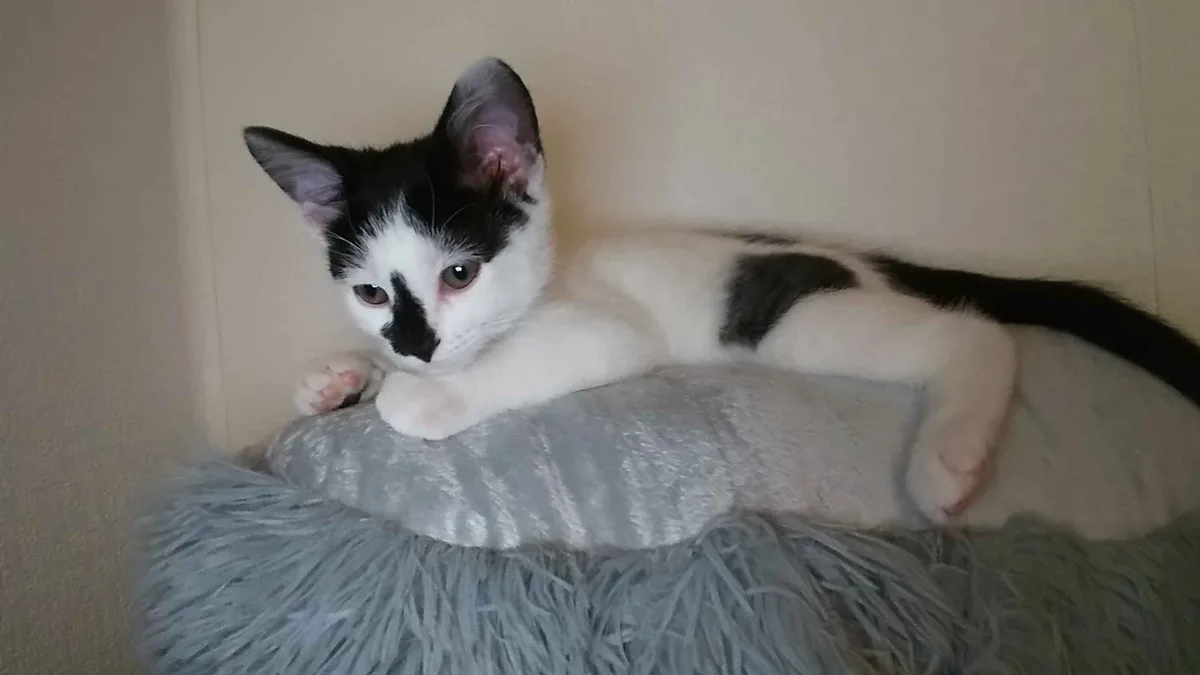 Meet Bub, aka Valentine: A Big Boy with a Kitten's Heart