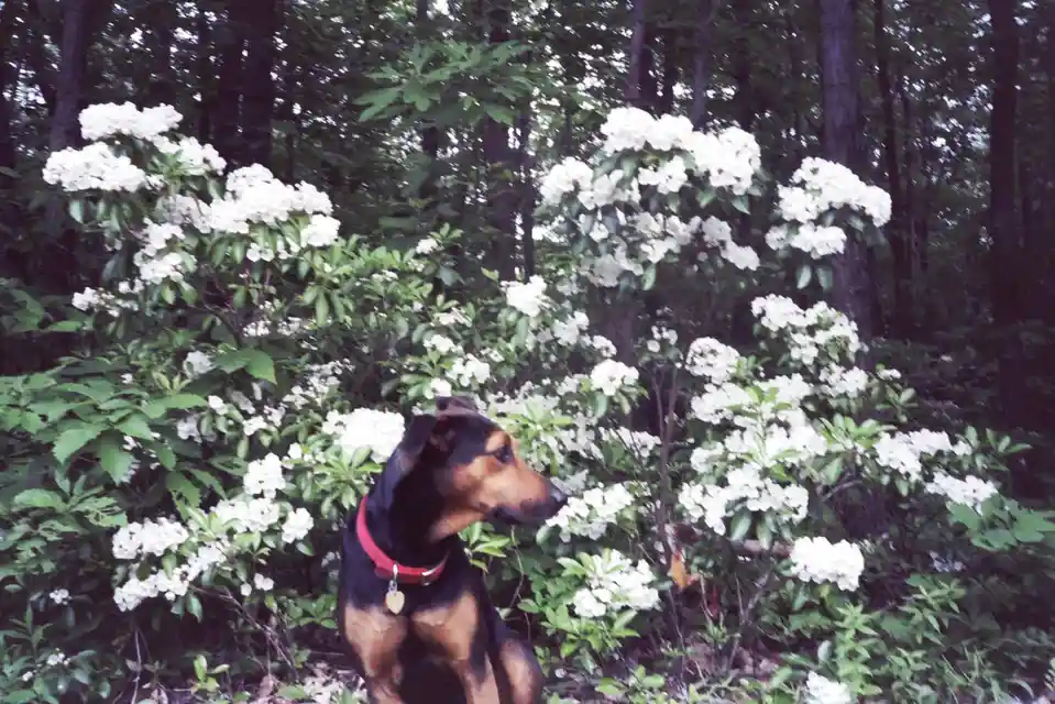 A black and tan dog wearing a red collar sits in front of lush green bushes covered in white flowers, looking off to the…