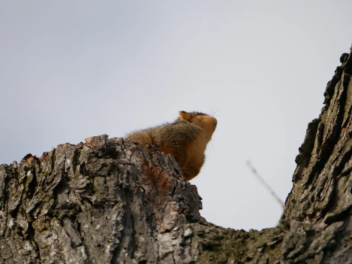 A brown squirrel is perched atop a weathered tree stump, looking upward with an air of self-importance against a pale sky…