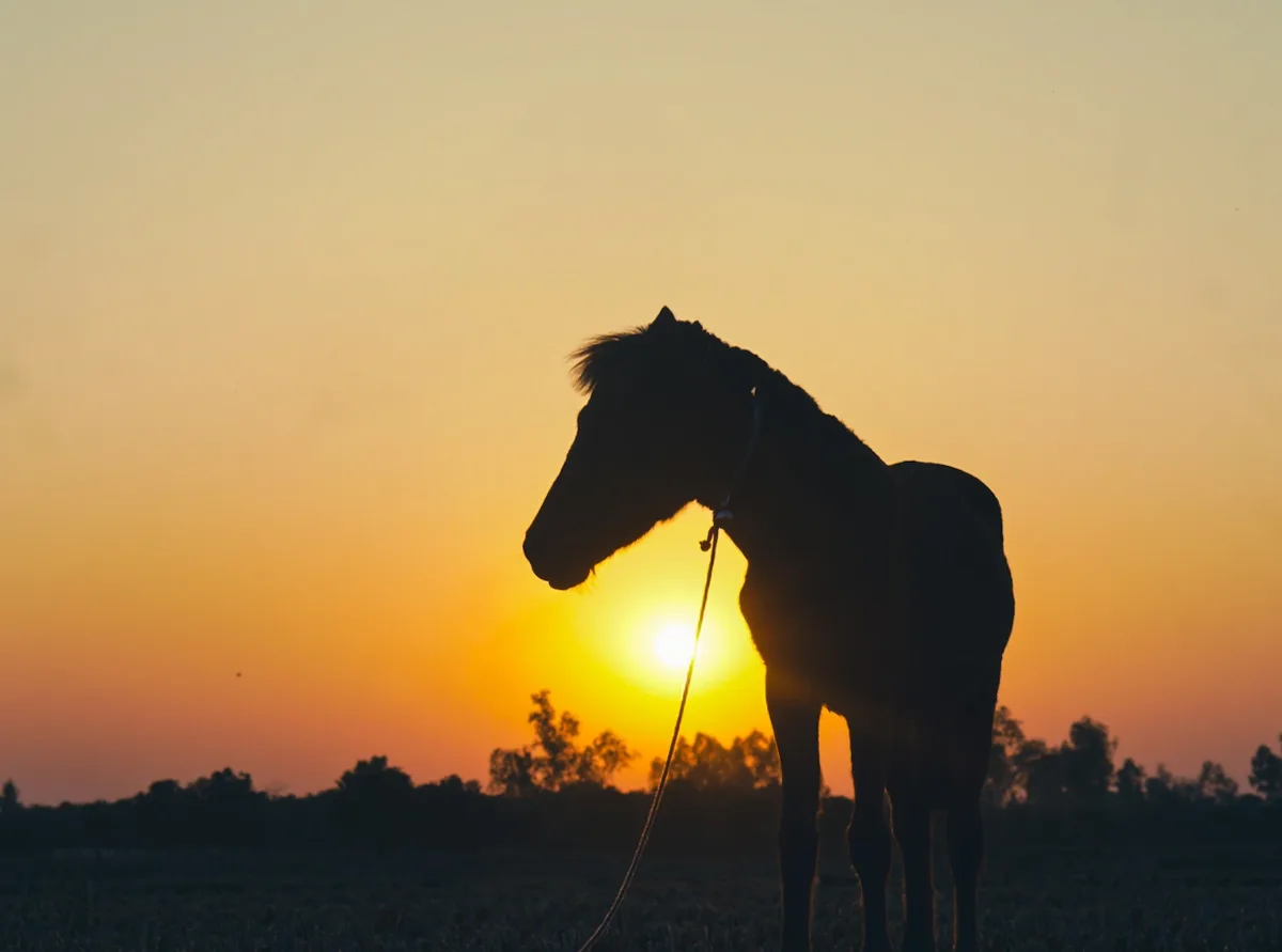 A silhouette of a horse standing in a field at sunset, with the sun directly behind its head creating a glowing halo effect…