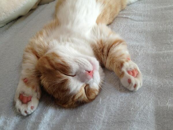 a ginger and white cat is lying on its back on a gray blanket, paws up, eyes closed, appearing deeply asleep. The text…