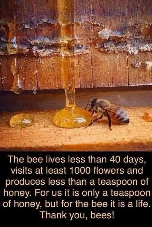 A close-up photo shows a single honeybee at the base of a wooden beehive, actively licking golden honey that has dripped…