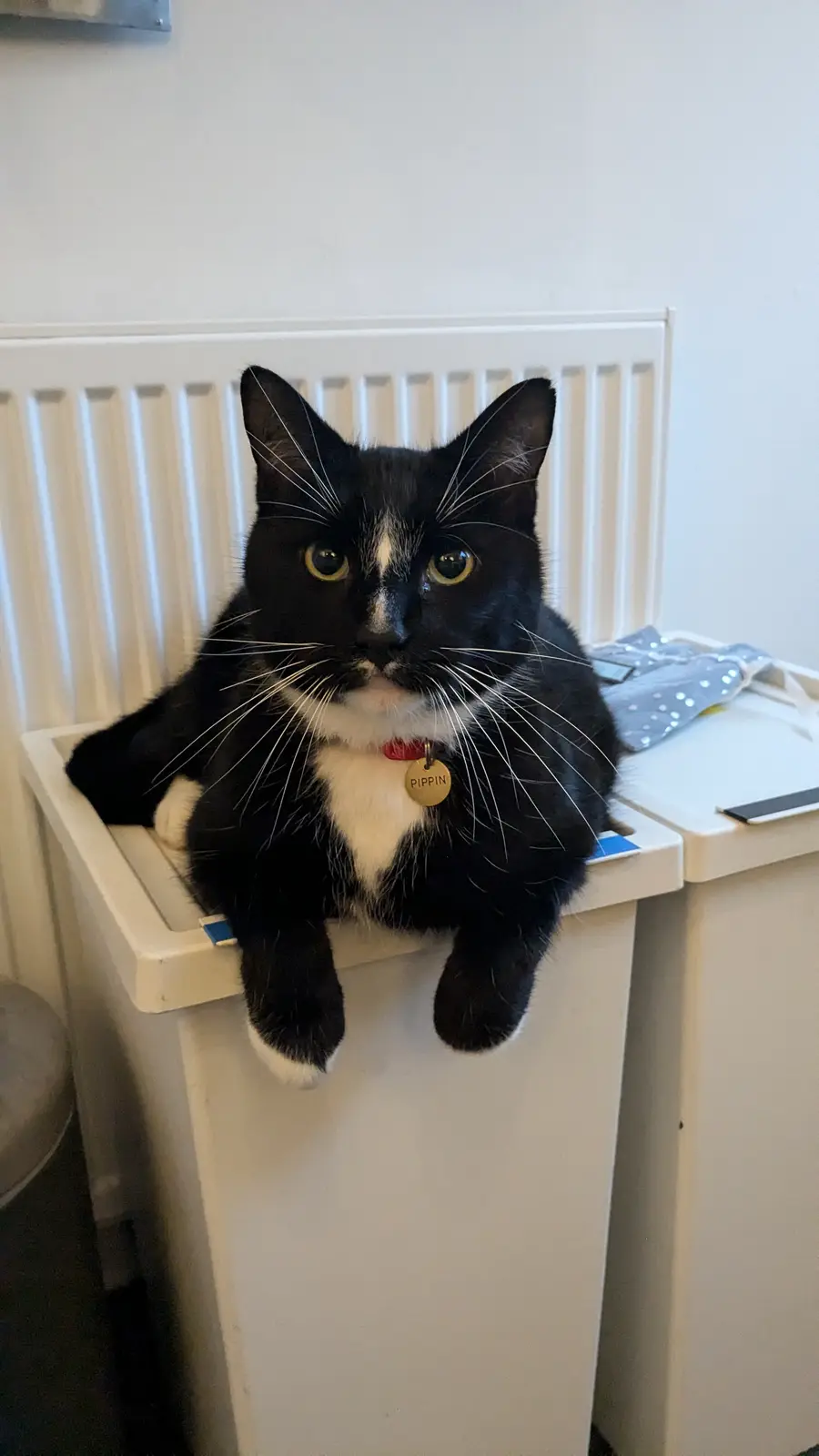 A black and white cat with a name tag reading 'PIPPIN' sits regally atop a white trash can, staring directly at the camera…